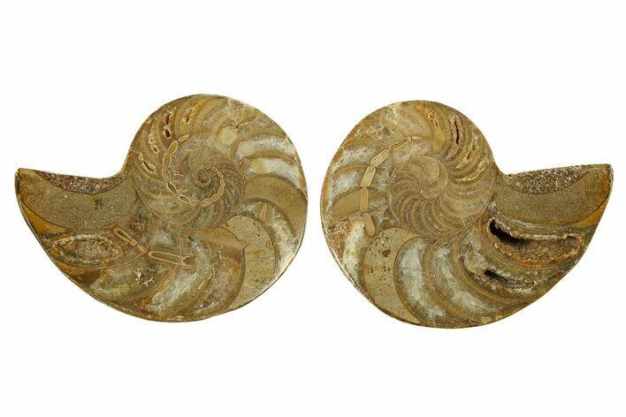 Jurassic Cut & Polished Nautilus (Cymatoceras) Fossil -Madagascar #287989